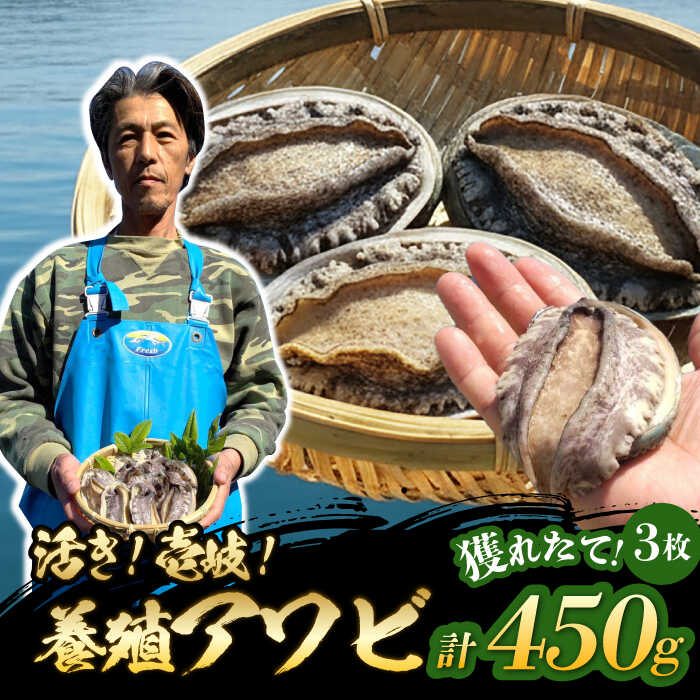 【ふるさと納税】国産養殖アワビ 活き！壱岐！アワビ 計450g（約150g×3枚）《壱岐市》【住吉水産】アワビ 鮑 養殖 貝 海産物 魚介 魚貝 産地直送 お刺身 冷蔵発送[JDQ008]