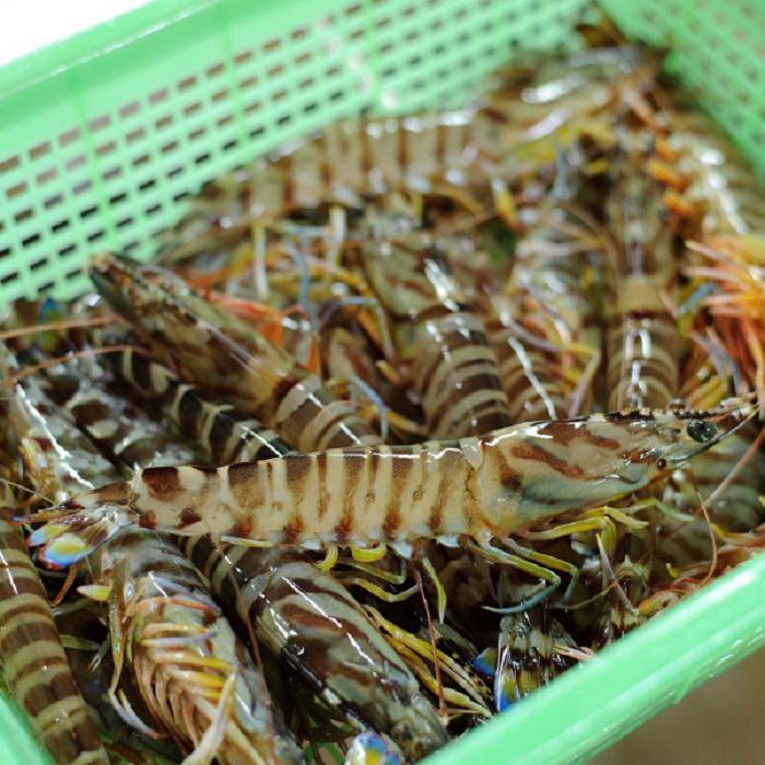 信頼 楽天市場 ふるさと納税 五島特産 活車海老 養殖 長崎県五島市 送料無料 Lexusoman Com