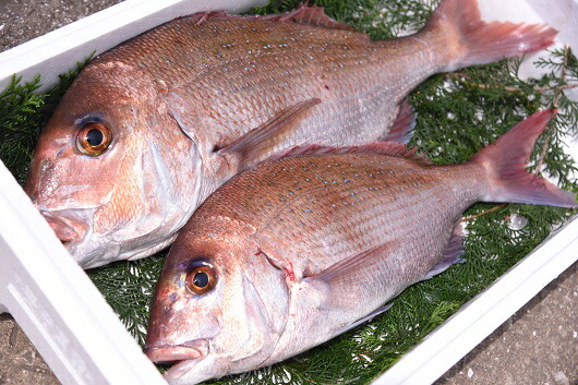 最適な材料 楽天市場 ふるさと納税 めでたい 丸ごと五島の天然真鯛 約1 5ｋｇ 長崎県五島市 全日本送料無料 Www Lexusoman Com