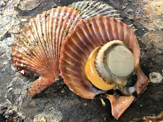 ふるさと納税 海の宝石 ヒオウギ貝 約2 まるで宝石 味は絶品 網焼きにして ヒモは噛み応えがあります Volleybalcluboegstgeest Nl