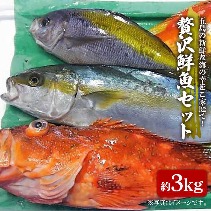 【ふるさと納税】贅沢鮮魚セット（エラ・内臓処理済） 五島市 / 五島FF [PBJ006] 鮮魚 冷蔵 魚介 刺身 魚