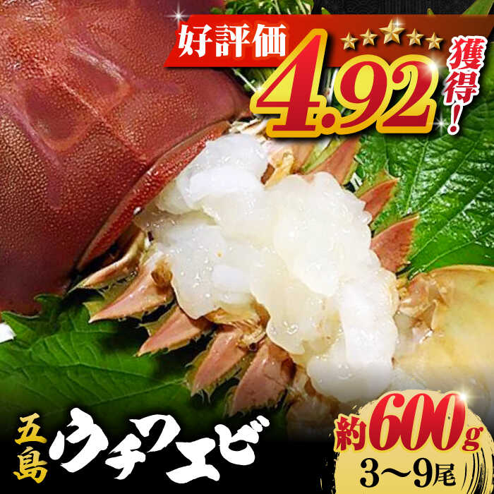 楽天市場】【ふるさと納税】活伊勢海老 約1kg (1～7尾) 常温 五島市