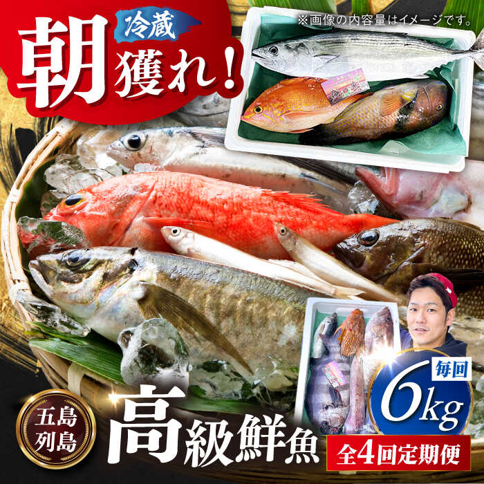 【ふるさと納税】【全4回定期便】【五島列島直送】朝獲れ高級鮮魚セット6kg 五島市 / 鯛福丸水産[PDP007] 魚 鮮魚 セット 海鮮 直送 さかな 詰合せ 冷蔵 定期｜長崎県五島市