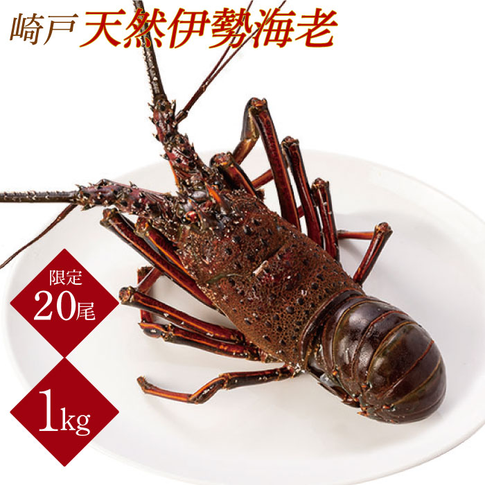 【ふるさと納税】【横綱級のデカさ！】【日時指定】 崎戸産の 天然 伊勢海老 1尾（約1kg）＜西海大崎漁協 崎戸支所＞[CAW001] 長崎 西海 伊勢海老 えび エビ 海鮮 崎戸産 贈答 プレゼント ギフト日時指定必須