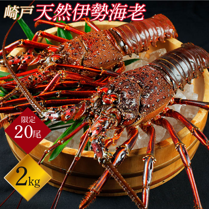 【ふるさと納税】【横綱級のデカさ！】【日時指定】崎戸産の 天然 伊勢海老 2尾（計約2kg）＜西海大崎漁協 崎戸支所＞[CAW003] 長崎 西海 伊勢海老 えび エビ 海鮮 崎戸産 贈答 プレゼント ギフト イセエビ 天然 伊勢エビ