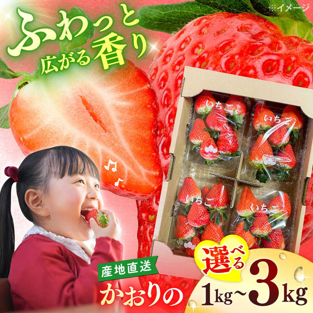 【ふるさと納税】☆今シーズンお届け☆残りわずか！ ＜レビューキャンペーン対象＞ 西海市産 いちご かおりの 1kg 2kg 3kg＜武藤農園＞[CFV001] 長崎県 西海市 イチゴ いちご 贈答 ギフト いちご 果物 フルーツ かおりの 果実 甘い イチゴ 新鮮 産地直送 くだもの 苺