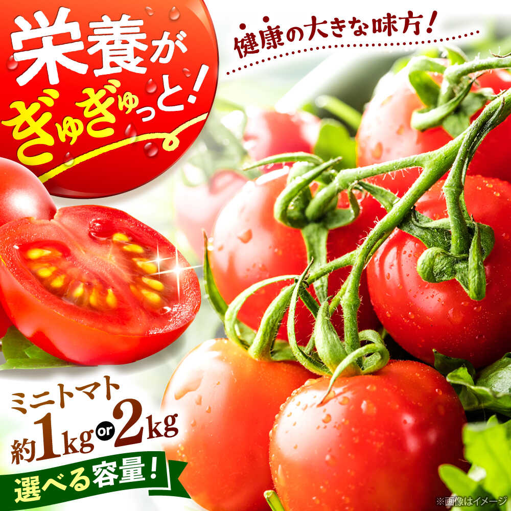 【ふるさと納税】ミニトマト 計1kg・計2kg（小分けパック）＜ファゼンダ坂本＞[CGP001]
