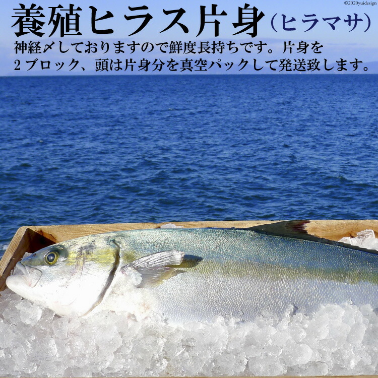 訳ありセール格安 楽天市場 ふるさと納税 橘湾産養殖ヒラス ヒラマサ 片身約1 75kg 長崎県雲仙市 激安ブランド Lexusoman Com