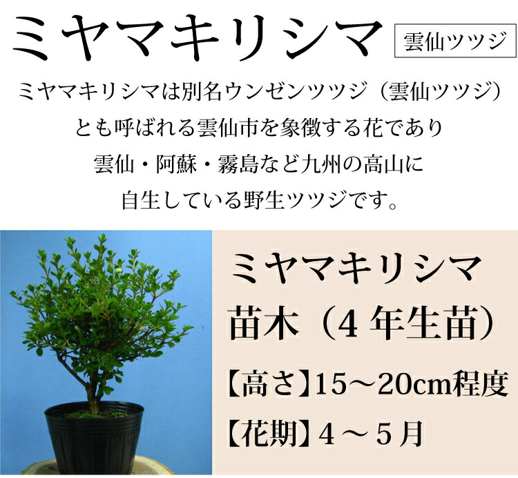 雲仙市を象徴する 九州の高山に自生している野生ツツジです ふるさと納税 鉢花 ミヤマキリシマ 雲仙ツツジ 苗木 4年生苗 3点 鉢花 Southernoaksfuneralservice Com