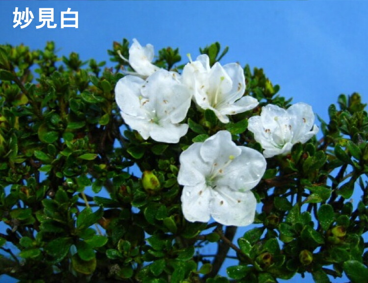 雲仙市を象徴する 九州の高山に自生している野生ツツジです ふるさと納税 鉢花 ミヤマキリシマ 雲仙ツツジ 苗木 4年生苗 3点 鉢花 Southernoaksfuneralservice Com