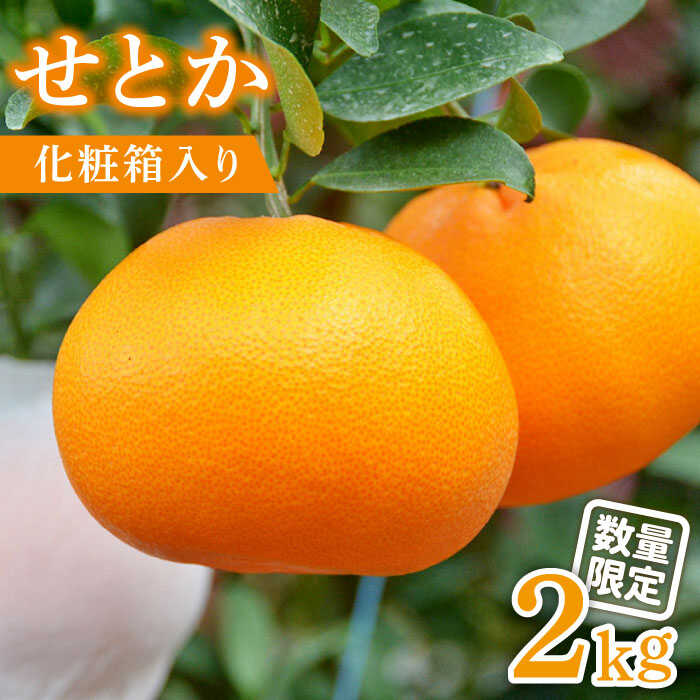 【ふるさと納税】【2026年2月～発送】期間限定！せとか 2kg / みかん ミカン 蜜柑 果物 フルーツ 贈答用 化粧箱 / 南島原市 / JA島原雲仙東南部基幹センター[SAC002]