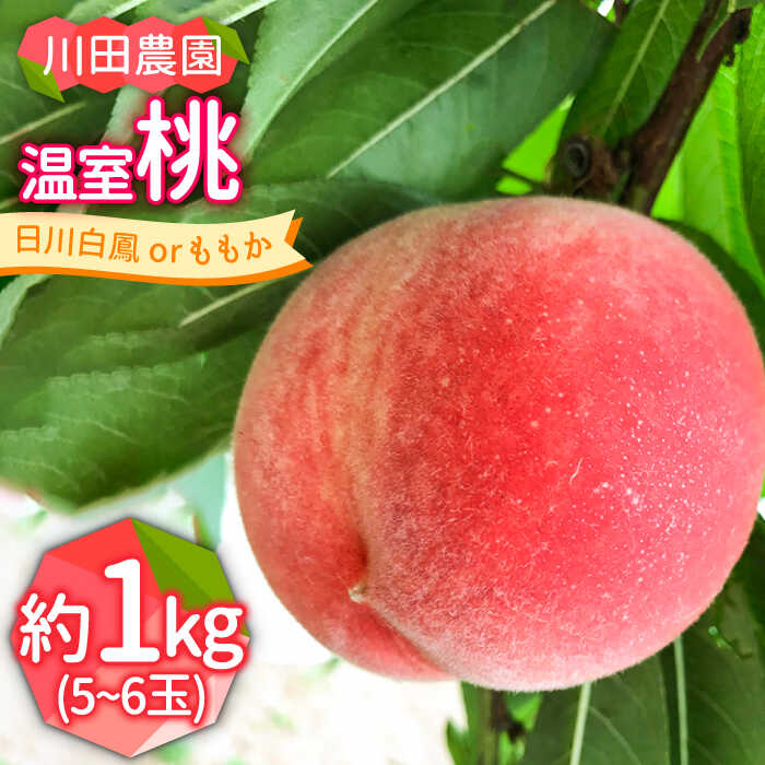 【ふるさと納税】【2025年6月～発送】どちらが届くかはお楽しみ！温室桃 約1kg / 日川白鳳 or ももか / 桃 もも フルーツ 果物 / 南島原市 / 川田農園 [SAP002]