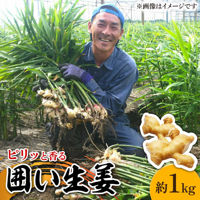 【ふるさと納税】【2025年1月末～順次発送】囲い生姜 約 1kg / ショウガ 南島原市 / ふくはちファーム / 福島農園 [SBS009]