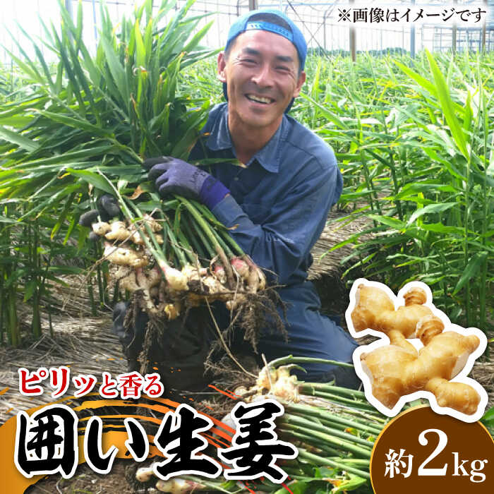 【ふるさと納税】【2025年1月末～順次発送】囲い生姜 約 2kg / ショウガ しょうが 生姜 / 南島原市 / ふくはちファーム [SBS010]