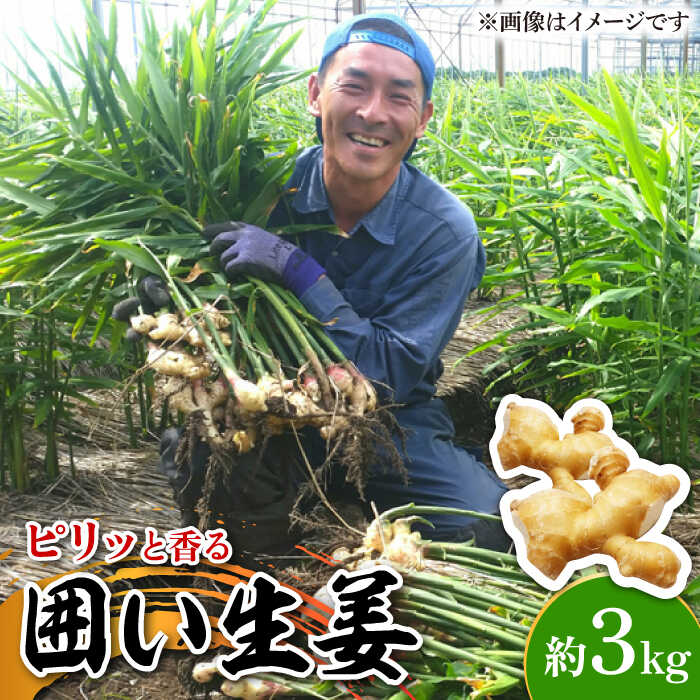 【ふるさと納税】【2025年1月末～順次発送】囲い生姜 約 3kg / ショウガ 南島原市 / ふくはちファーム/福島農園 [SBS011]