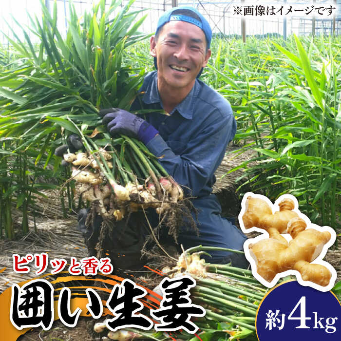 【ふるさと納税】【2025年1月末～順次発送】囲い生姜 約 4kg / ショウガ 南島原市 / ふくはちファーム/福島農園 [SBS012]