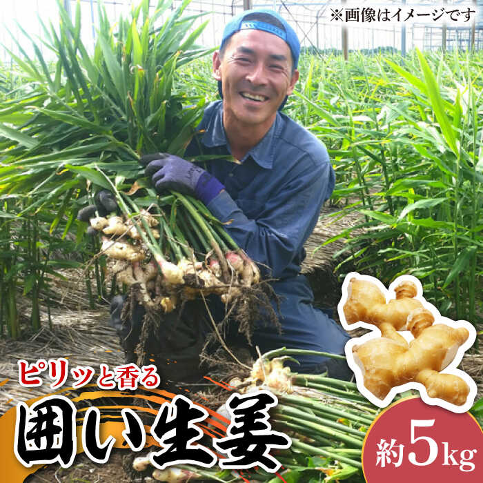 【ふるさと納税】【2025年1月末～順次発送】囲い生姜 約 5kg / ショウガ 南島原市 / ふくはちファーム/福島農園 [SBS013]