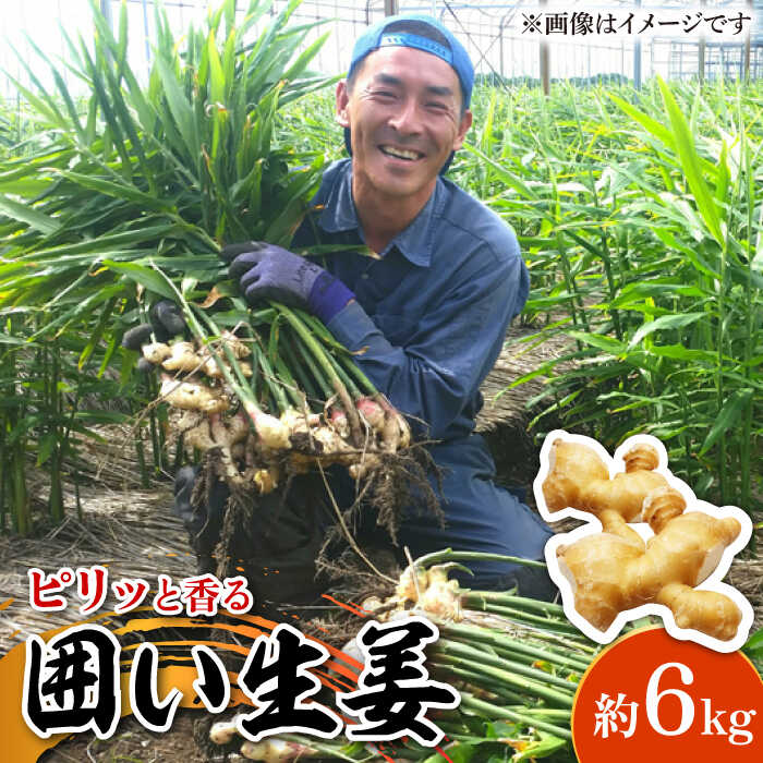 【ふるさと納税】【2025年1月末～順次発送】囲い生姜 約 6kg / ショウガ 南島原市 / ふくはちファーム/福島農園 [SBS014]