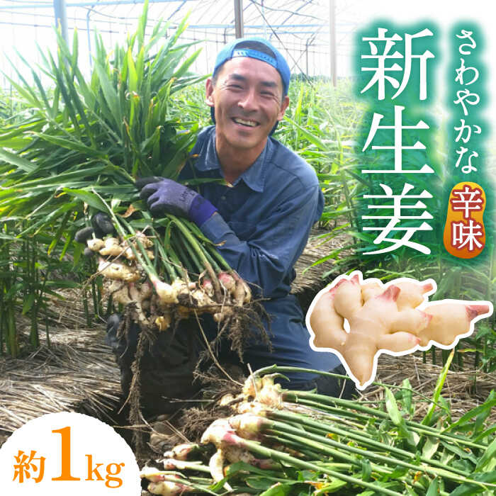 【ふるさと納税】【2025年8月～発送】 新生姜 約1kg / ショウガ しょうが 生姜 / 南島原市 / ふくはちファーム/福島農園 [SBS015]