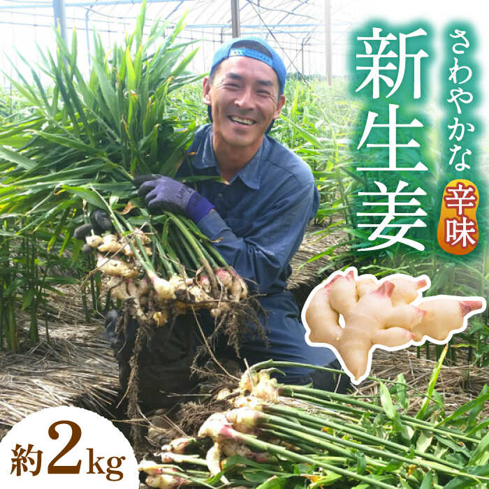 【ふるさと納税】【2025年8月～発送】 新生姜 約2kg / ショウガ しょうが 生姜 / 南島原市 / ふくはちファーム [SBS016]