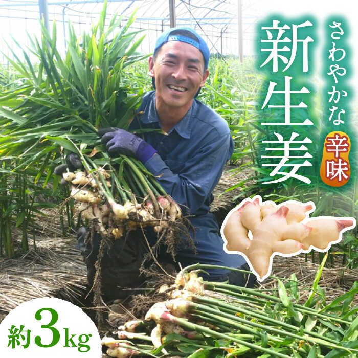 【ふるさと納税】【2025年8月～発送】新生姜 約3kg / ショウガ しょうが 生姜 / 南島原市 / ふくはちファーム/福島農園 [SBS017]
