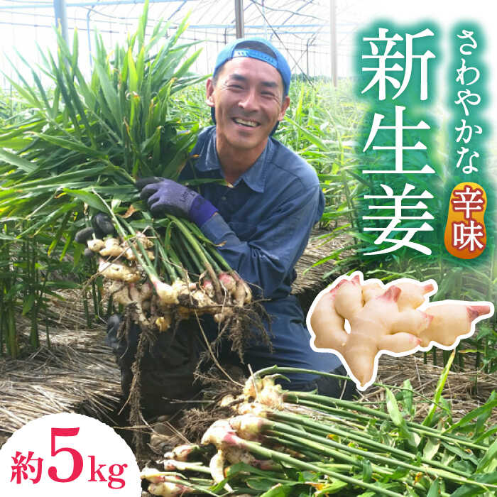 【ふるさと納税】【2025年8月～発送】新生姜 約5kg / ショウガ しょうが 生姜 / 南島原市 / ふくはちファーム / 福島農園 [SBS019]