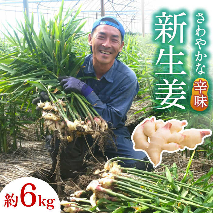 【ふるさと納税】【2025年8月～発送】新生姜 約6kg / ショウガ しょうが 生姜 / 南島原市 / ふくはちファーム / 福島農園 [SBS020]