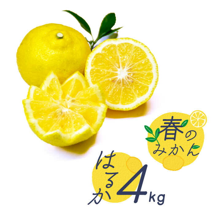 【ふるさと納税】【2026年2月～発送】【爽やか系 柑橘 春のみかん 】はるか 約4kg  / みかん ミカン 蜜柑 柑橘 果物 フルーツ / 南島原市 / 長崎県農産品流通合同会社 [SCB075]