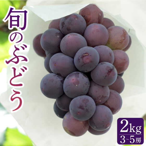 【ふるさと納税】【2026年7月～発送】【採れたてをお届け！】旬のぶどう ＜ブラックビートor巨峰orピオーネ＞ 合計2kg / ぶどう ブドウ 葡萄 グレープ フルーツ ふるーつ 果物 / 南島原市 / ながいけ [SCH037]｜長崎県南島原市