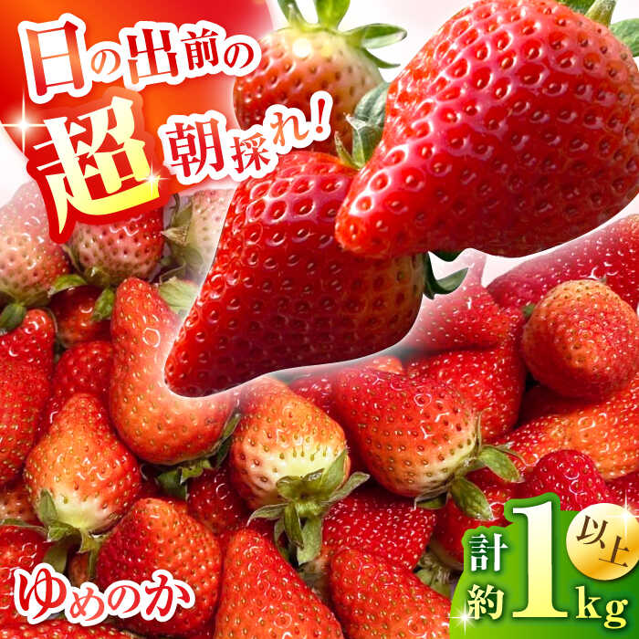 【ふるさと納税】【2026年1月中旬～発送】【数量限定】いちご「ゆめのか」 約260g × 4P / イチゴ 苺 フルーツ 果物 産地直送 朝摘み / 南島原市 / O' Berry![SGA001]