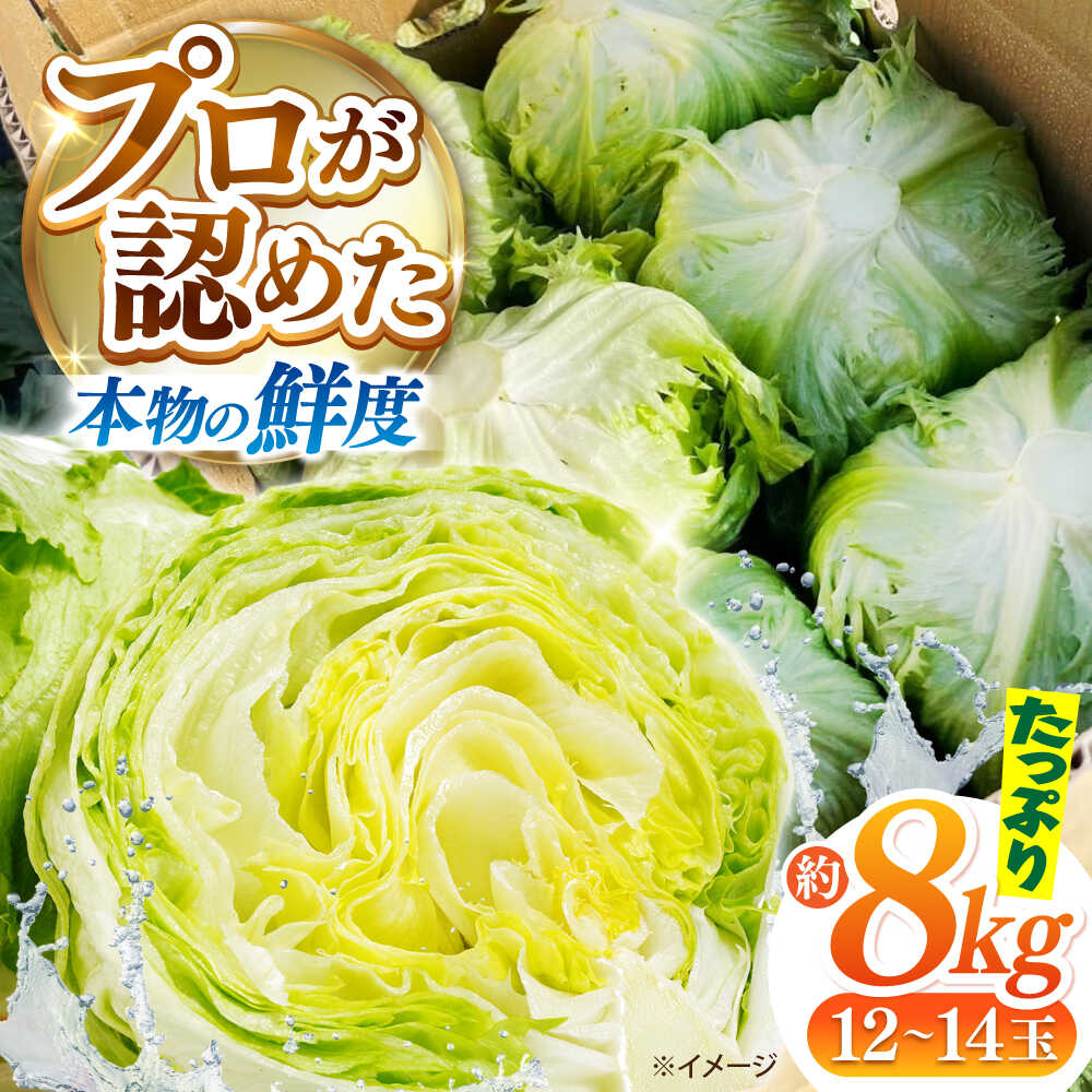 【ふるさと納税】【2026年12月～発送】レタス 約8kg（12～14玉）/ れたす 野菜 やさい / 南島原市 / 株式会社松尾青果[SGU005]
