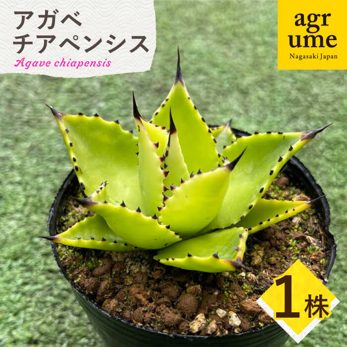 当店人気の アガベ 品種見計らい5種 5ポットセット（３号ロングポット植え）※品種ラベル付き | | アガベお買い得セット | 四国ガーデン株式会社