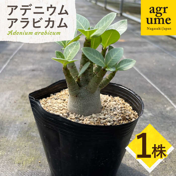 a*s様 アデニウム　特大株　オススメ品 a*s様 アデニウム 特大株 オススメ品