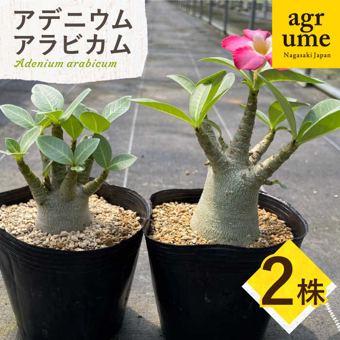 【ふるさと納税】Adenium arabicum アデニウム アラビカム 2株 長与町/アグリューム[EAI157] アデニウム アラビカム あでにうむ あらびかむ 草木 雑貨 今めかしい 常温 貨物輸送無料 国産 2株