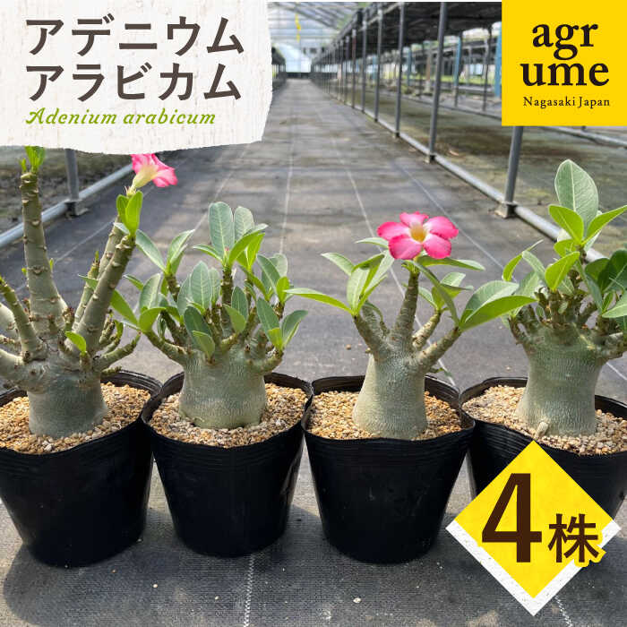 【ふるさと納税】Adenium arabicum アデニウム アラビカム 4株 長与町/アグリューム[EAI159] アデニウム アラビカム あでにうむ あらびかむ 草木 雑貨 格好のいい 常温 貨物輸送無料 国産 4株