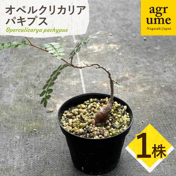 楽天市場】コーデックス：オペルクリカリア パキプス 根挿し*葉幅8.5