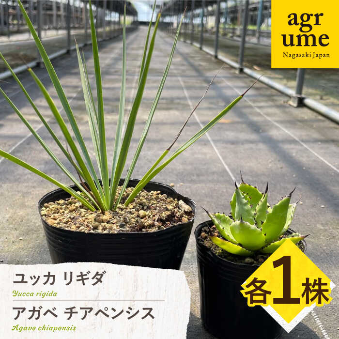 【ふるさと納税】ユッカ リギダ ＆ アガベ チアペンシス 各1株 Yucca rigida ＆ Agave chiapensis 長与町/アグリューム[EAI206] ゆっか りきだ ＆ あがべ ちあぺんしす 草木 雑貨 今めかしい 室内装飾 一般受け おすすめ 貨物輸送無料 常温 長与町 アグリューム