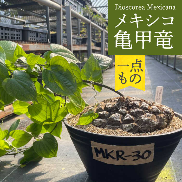 焼肉定食　メキシコ亀甲竜＋40粒 焼肉定食 メキシコ亀甲竜＋40粒 メキシコ亀甲竜 | STORES
