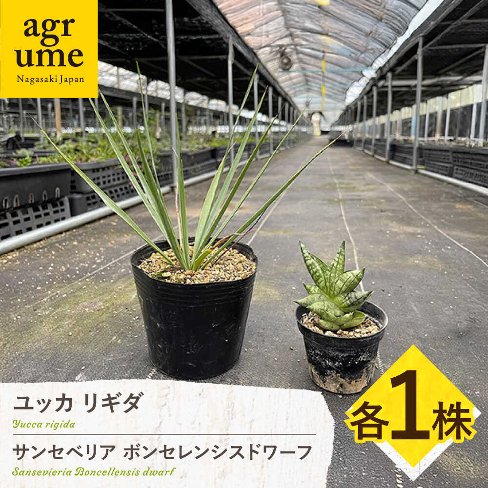 【ふるさと納税】ユッカ リギダ ＆ サンセベリア ボンセレンシスドワーフ 各1株 Yucca rigida ＆ sansevieria boncellensis dwarf 長与町/アグリューム　[EAI220]