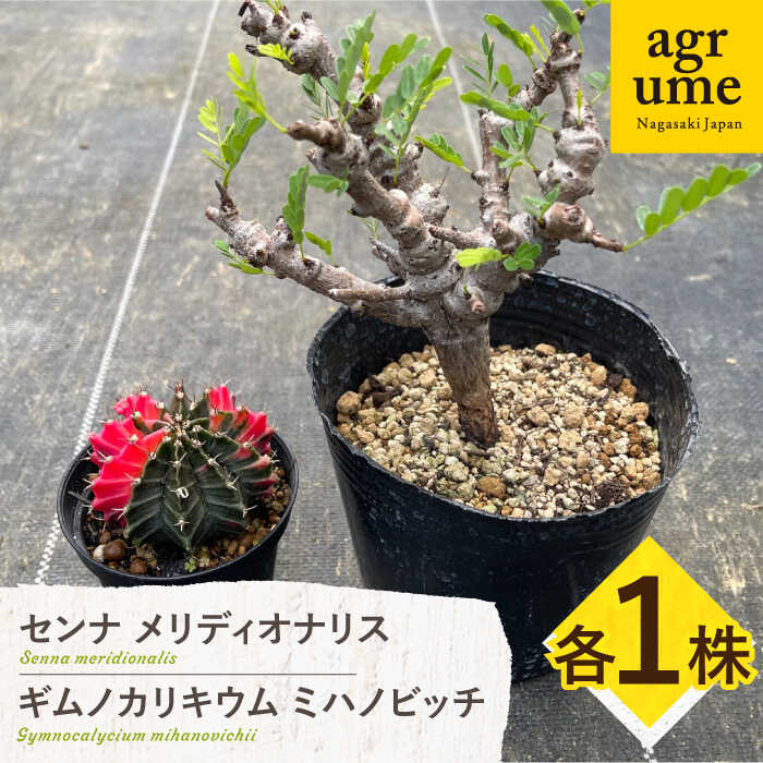 【ふるさと納税】センナ メリディオナリス \u0026amp; ギムノカリキウム ミハノビッチ 各1株 Senna meridionalis \u0026amp; Gymnocalycium mihanovichii 長与町/アグリューム[EAI239]