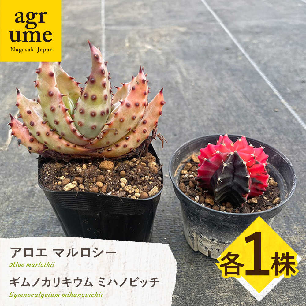 【ふるさと納税】ギムノカリキウム ミハノビッチ ＆ アロエ マルロシー 各1株 Gymnocalycium mihanovichii ＆ Aloe marlothii 長与町/アグリューム[EAI241]｜長崎県長与町
