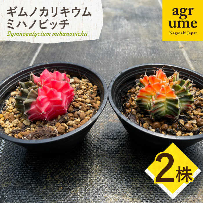 【ふるさと納税】ギムノカリキウム ミハノビッチ 2株 Gymnocalycium mihanovichii 長与町/アグリューム[EAI277]