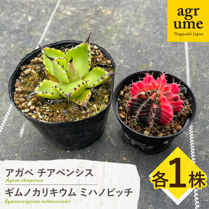 【ふるさと納税】ギムノカリキウム ミハノビッチ ＆ アガベ チアペンシス 各1株 Gymnocalycium mihanovichii＆Agave chiapensis　長与町/アグリューム[EAI305]