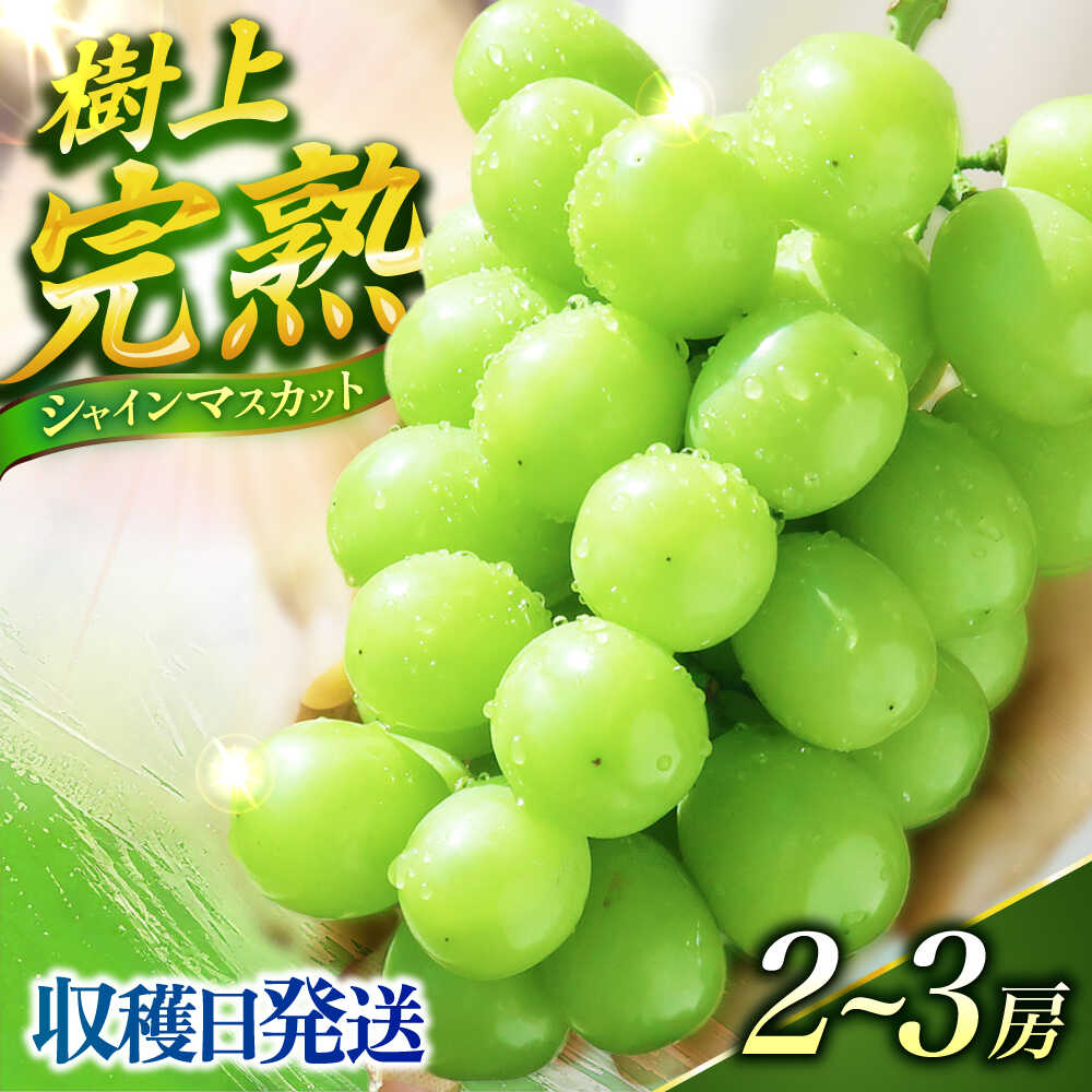 【ふるさと納税】【ご家庭用】シャインマスカット 1.2kg前後（2～3房）ー2025年9月より発送ー 長与町/果豊園 [ECL005] ぶどう シャインマスカット しゃいんますかっと マスカット ますかっと 長崎県産 長与町 産地直送 果物 フルーツ 大粒 完熟 季節限定 先行予約