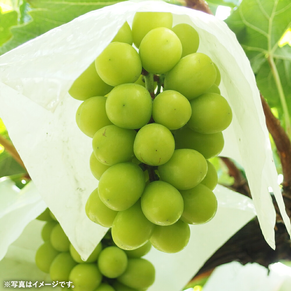 レモンケーキ 12個入 1箱 ギフト 長崎県 くるりのパン スイーツ レモン 無添加 送料無料 お菓子 洋菓子