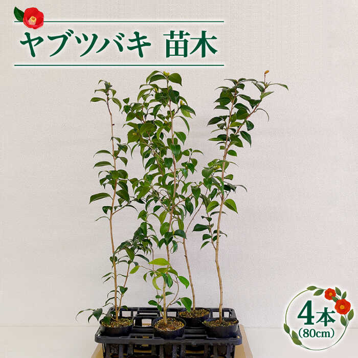 【ふるさと納税】ヤブツバキ 苗木 80cm&times;4本【ごとう椿苗木生産グループ】 [RBJ001]｜長崎県新上五島町 17,500円