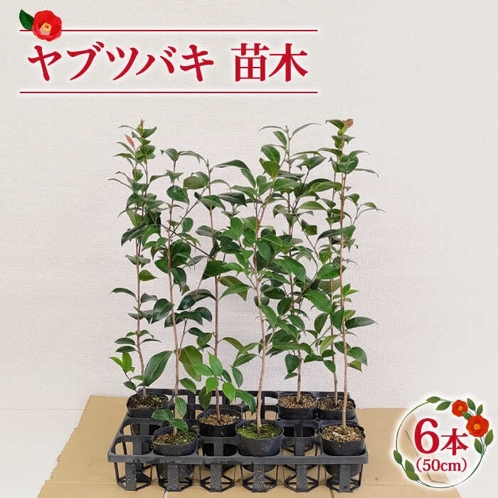 【ふるさと納税】ヤブツバキ 若木 50cm×6本【ごとう椿若木生み出すこと人だかり】 [RBJ002]