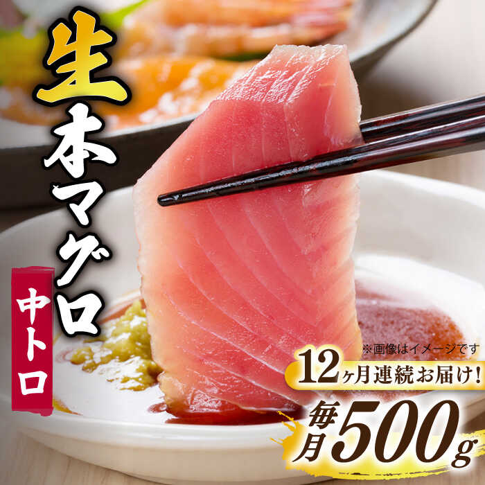 【ふるさと納税】【全12回定期便】【ながさき水産業大賞受賞！！】 五島列島産 養殖 生本かみまぐろ 中トロ ブロック 500g【カミティバリュー】 [RBP066]｜長崎県新上五島町