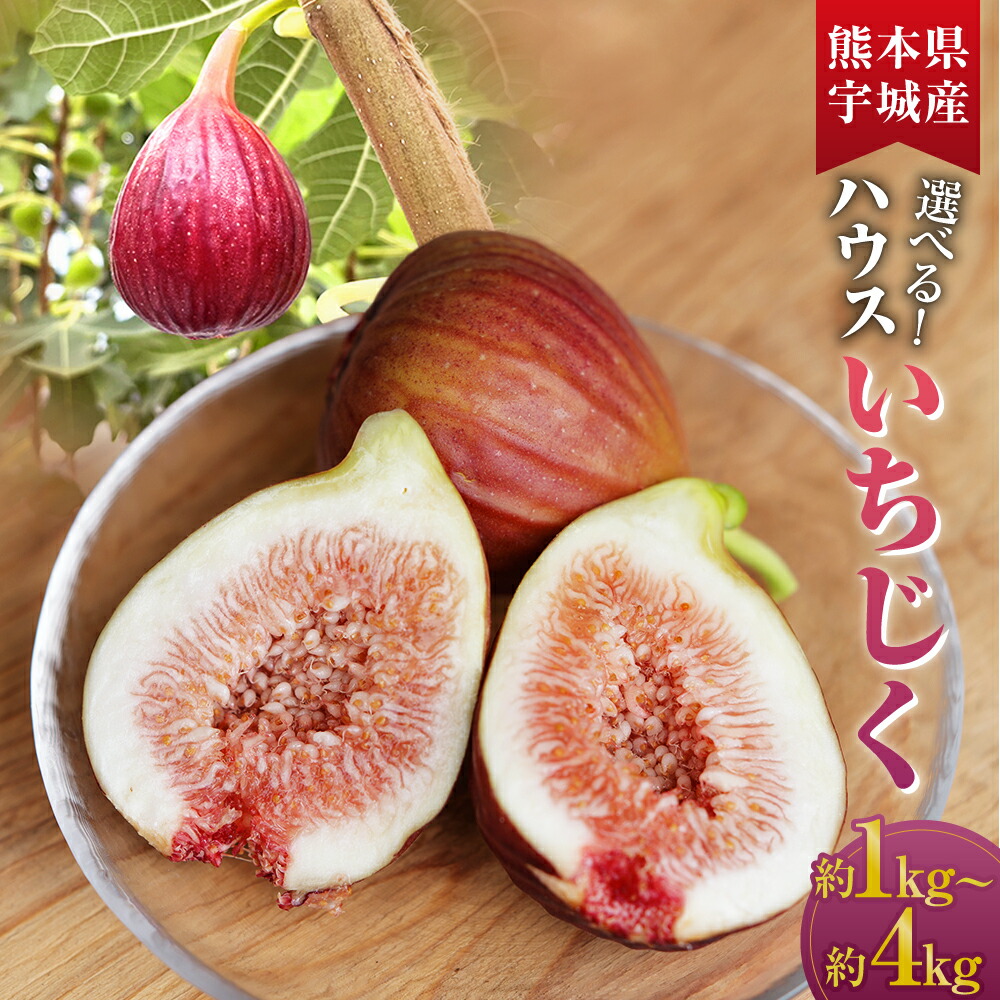 【ふるさと納税】ハウスイチジク 約1kg～約4kg (約250g×4～16パック) 選べる内容量 フルーツ 果物 果実 くだもの 無花果 ハウス栽培 合同会社宝ファーム 国産 九州 熊本県 送料無料 【2025年6月上旬発送開始】