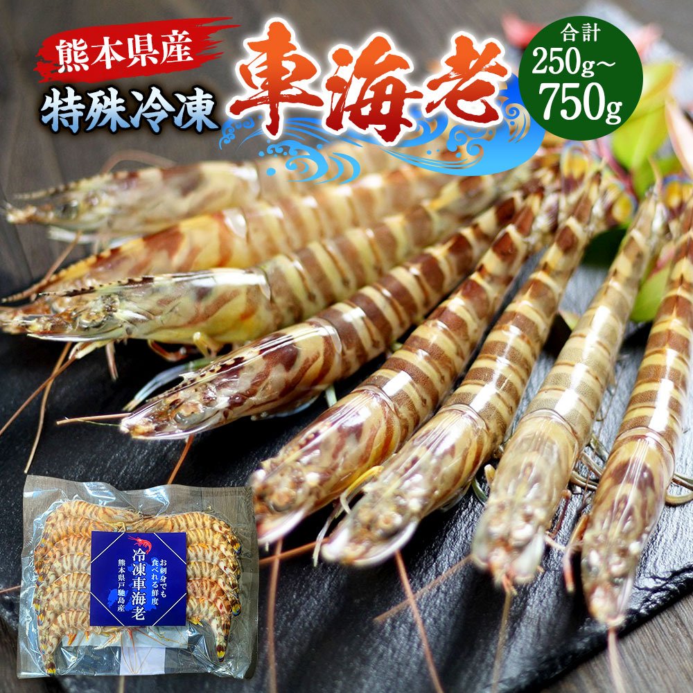 【ふるさと納税】【選べる内容量】特殊冷凍車海老 250g ～ 750g（9～33尾） 海老 えび くるまえび 車海老 魚介 魚貝類 冷凍 海鮮 海の幸 九州 熊本県 送料無料｜熊本県